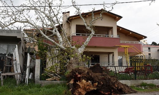 Çanakkale'de fırtına 100 yıllık çınar ağacını devirdi