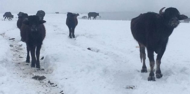 Dondurucu soğukta taze otla besleniyorlar