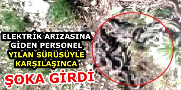 Yüksekova..! Elektrik arızasına giden personel, yılan sürüsüyle karşılaşınca şoka girdi