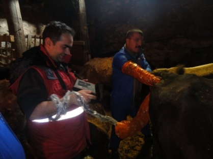 Gebe Hayvanlara Ultrasonlu Takip