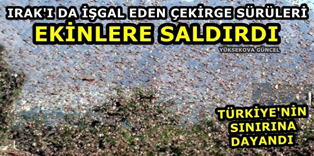 Irak'ı da işgal eden çekirge sürüleri, ekinlere saldırdı