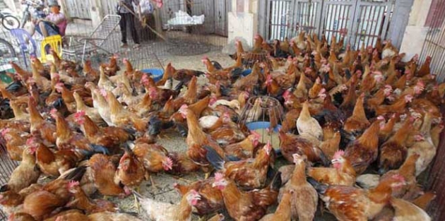 Türkiye’den tavuk almayacak