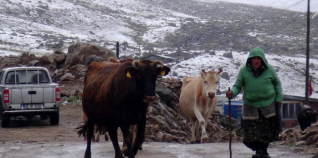Rize’de yılın ilk karı yağdı, yaylacılar kara yakalandı