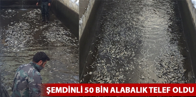 Şemdinli 50 Bin Alabalık Telef Oldu