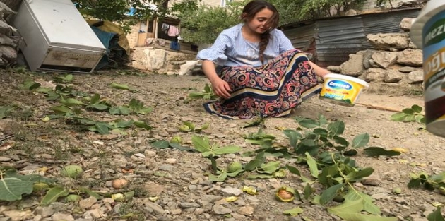 Şemdinli'de ceviz hasadı başladı!