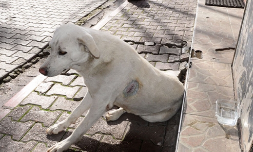 Sokak köpeğini jiletle yaraladılar Sokak köpeğini jiletle yaraladılar 