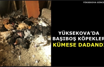 Yüksekova’da Başıboş Köpekler Kümese Dadandı