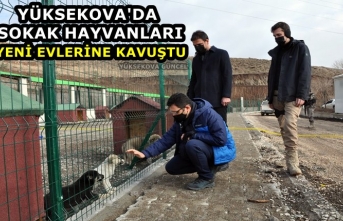 Yüksekova'da Sokak Hayvanları Yeni Evlerine Kavuştu