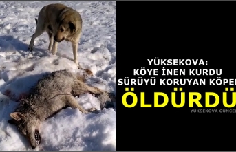 Köye İnen Kurdu Sürüyü Koruyan Köpek Öldürdü