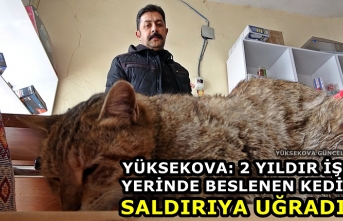 Yüksekova: 2 Yıldır İş Yerinde Beslenen Kedi Saldırıya Uğradı
