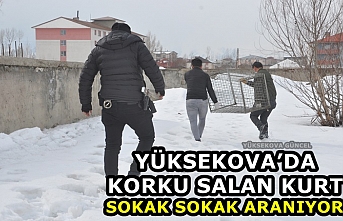 Yüksekova’da Korku Salan Kurt Sokak Sokak Aranıyor