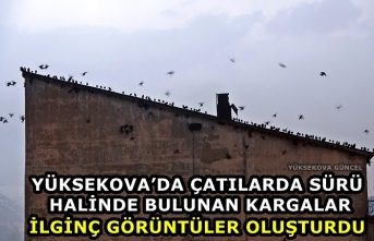 Yüksekova’da Çatılarda Sürü Halinde Bulunan Kargalar İlginç Görüntüler Oluşturdu