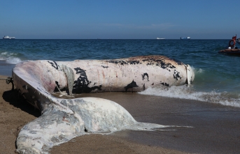 Sahile çıkarılan dev balina görenleri şaşkına çevirdi