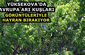 Yüksekova’da Avrupa Arı Kuşları Görüntüleriyle Hayran Bırakıyor