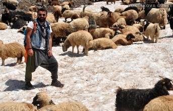 Yüksekova'da koyunlar sıcak havada karlı yamaçlarda serinliyor