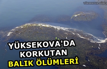 Yüksekova'da Korkutan Balık Ölümleri