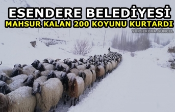 Esendere Belediyesi Mahsur Kalan 200 Koyunu kurtardı