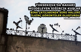 Yüksekova'da sığırcık kuşları bina çatılarında sürü halleri ilginç görüntüler oluşturdu