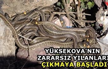 Yüksekova'nın zararsız yılanları çıkmaya...
