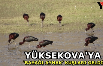 Yüksekova'da Sürü Halinde ‘Bayağı Aynak’ Kuşları Görüntülendi