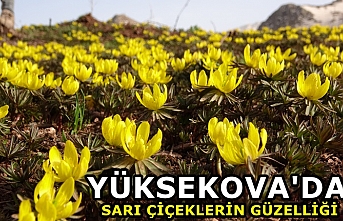 Yüksekova'da kar çiçekleriyle sarıya büründü