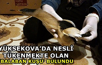 Yüksekova'da Nesli Tükenmekte Olan 'Balaban...