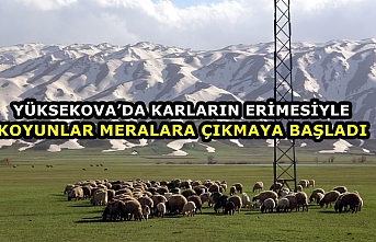 Yüksekova’da Karların Erimesiyle Koyunlar Meralara...
