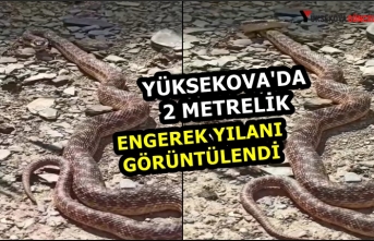 Yüksekova'da 2 metrelik engerek yılanı görüntülendi