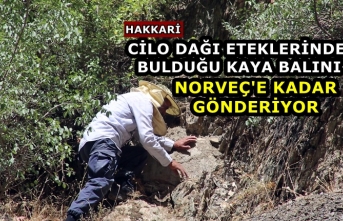 Cilo Dağı eteklerinde bulduğu kaya balını Norveç'e kadar gönderiyor