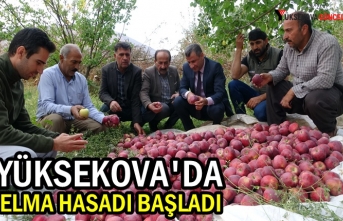 Yüksekova'da Elma Hasadı Başladı