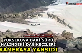 Yüksekova'daki Sürü Halindeki Dağ Keçileri Kameraya Yansıdı