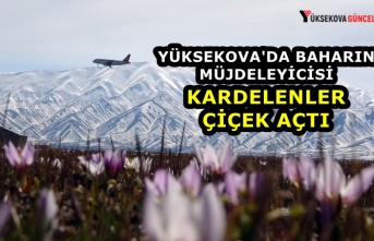 Yüksekova'da Baharın Müjdeleyicisi Kardelenler Çiçek Açtı