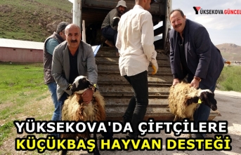 Yüksekova'da Çiftçilere Küçükbaş Hayvan...