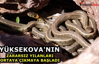 Yüksekova’nın zararsız yılanları ortaya çıkmaya...