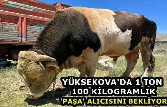Yüksekova'da 1 ton 100 kilogramlık 'Paşa'...