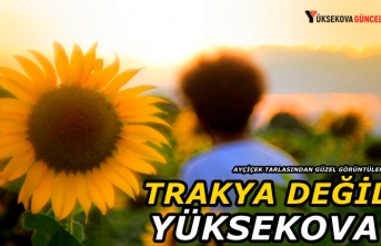 Trakya Değil Yüksekova: Ayçiçek Tarlasından Hayran Bırakan Görüntüler