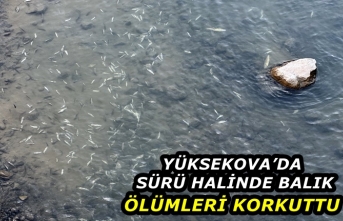 Yüksekova’da Sürü Halinde Balık Ölümleri Korkuttu