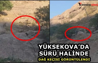 Yüksekova’da sürü halinde dağ keçisi görüntülendi