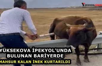 Yüksekova İpekyol'unda bulunan bariyerde mahsur kalan inek kurtarıldı
