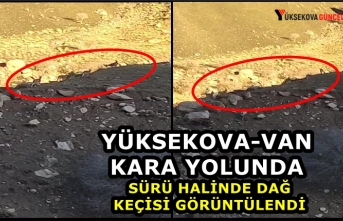 Yüksekova-Van Kara Yolunda Sürü Halinde Dağ Keçisi...