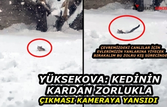Yüksekova: Kedinin Kardan Zorlukla Çıkması Kameraya...