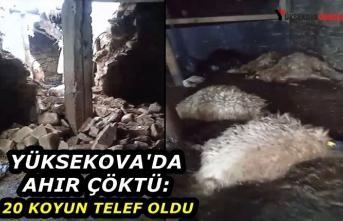 Yüksekova'da ahır çöktü: 20 koyun telef oldu 