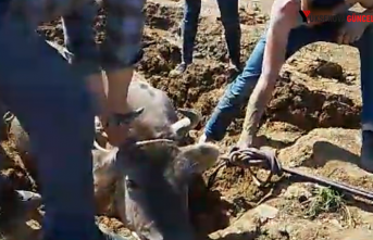 Yüksekova'da bataklığa saplanan inek böyle kurtarıldı