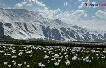 Yüksekova’nın Karlı Dağlarının Eteklerinde Çiçek Açan Çiğdemler Hayran Bıraktı