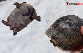 Hakkari’de kar üstünde sırt üstü mahsur kalan kaplumbağayı kurtardı