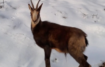 Nesli tehlike altındaydı: Munzur Dağları'nda...