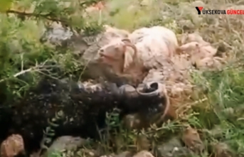 Yüksekova’da Sürünün Üzerine Yıldırım Düştü: 8 Koyun Telef Oldu, Çoban Yaralandı