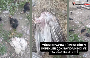 Yüksekova'da Başıboş Köpekler 21 Hindi ve Tavuğu Telef Etti