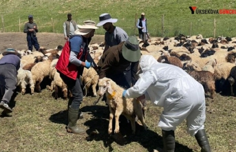 Hakkari’de Şap hastalığı karantinası sona erdi