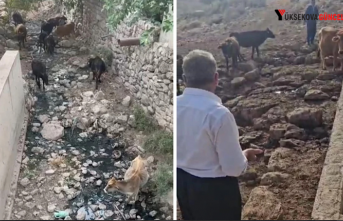 Şemdinli'de Hayvanlar Susuzlukla Boğuşuyor: Köylüler Yardım Bekliyor